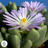 Conophytum blandum / 40 seeds